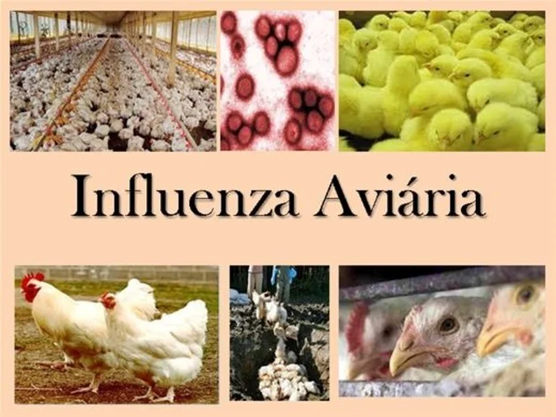 Influenza Aviária: O que é e como proteger sua granja